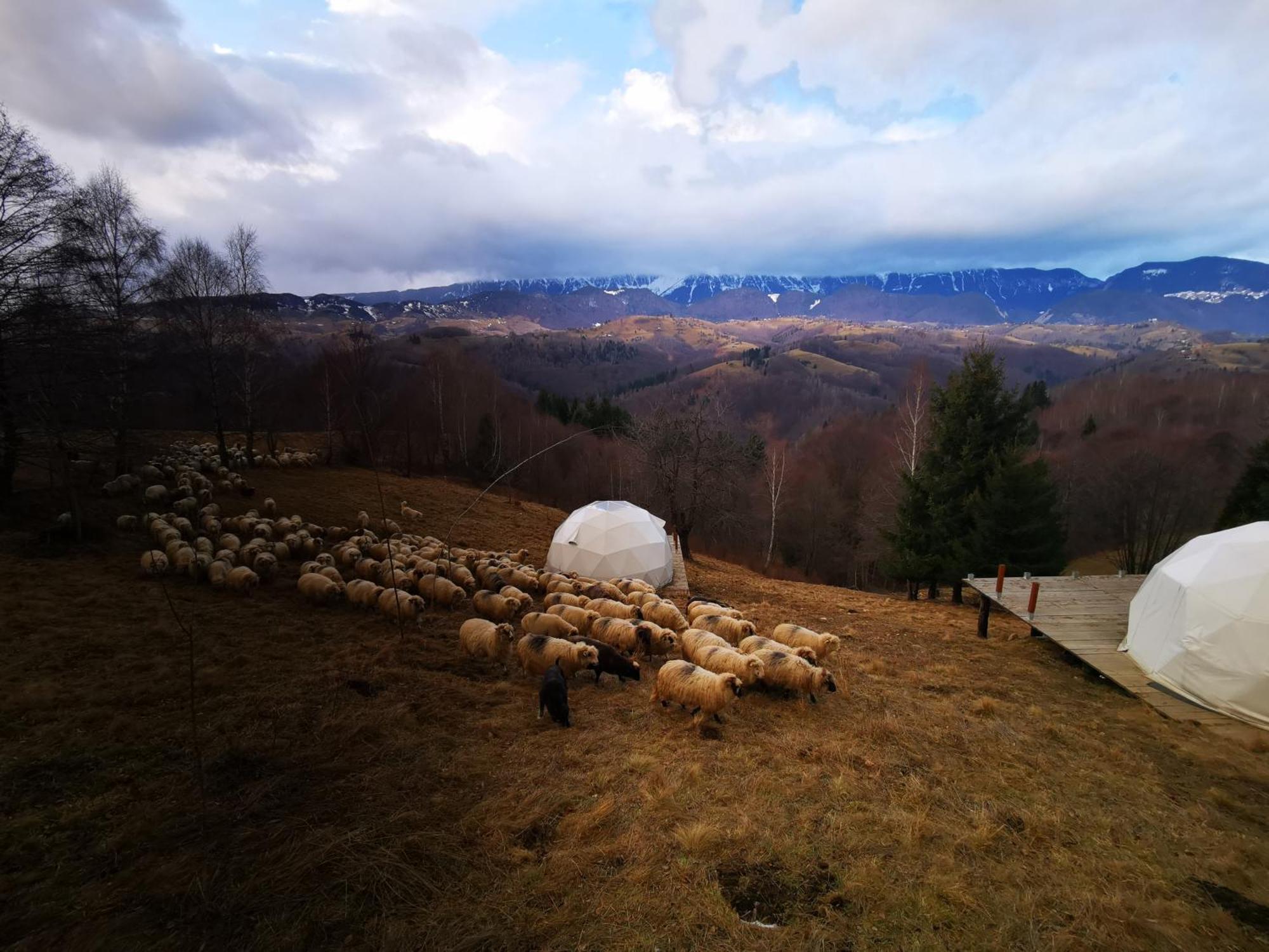 Hotel Glamping Zazen Drumu Carului Exteriér fotografie